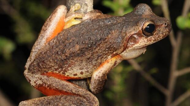 The Large Brown Tree Frog (Litoria littlejohni).