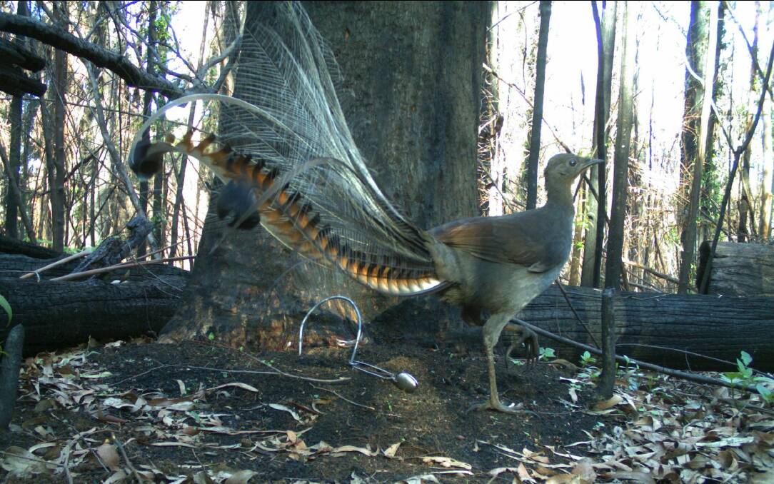 Superb Lyrebirds were detected at 42 per cent of the sites.