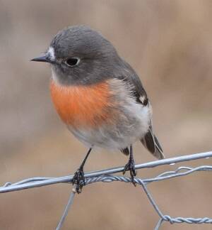 Save our scarlet robin