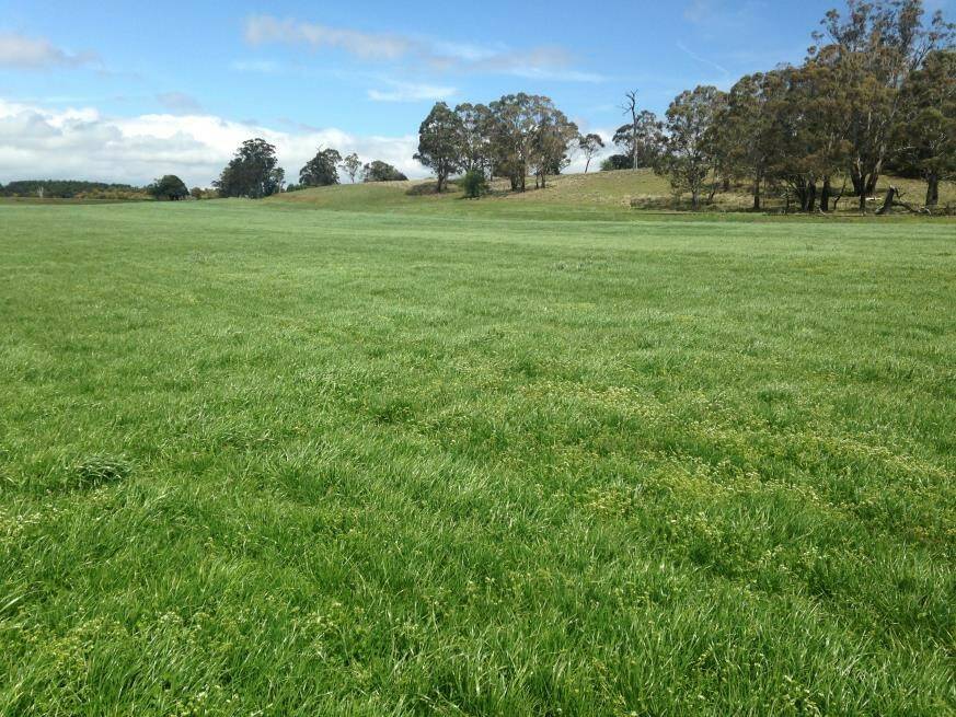 Pasture growth can be encouraged during the cooler months with good soil fertility and careful management. Photo J. Powells