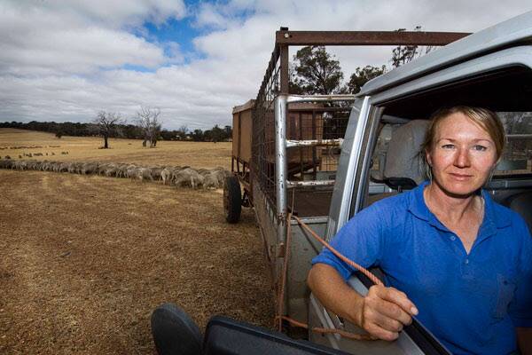 SHEEP: AWI has many resources available to help woolgrowers supplementary feeding in dry times.