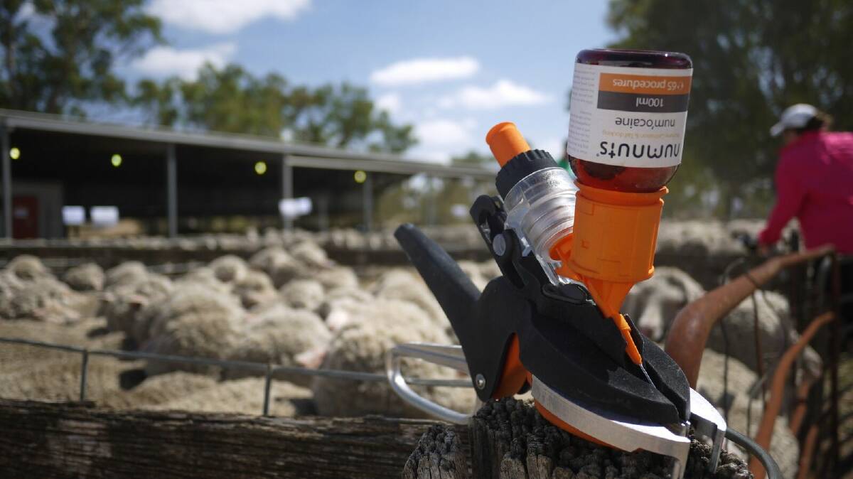 The Numnuts tool incorporates a single action handheld device that dispenses a rubber ring and injects local anaesthetic to alleviate pain when lambs are castrated and tail-docked, known together as ‘marking’.