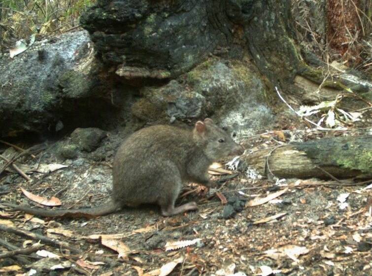 Long-footed potoroos at 140 of the 249 sites, about 57 per cent of the sites surveyed.