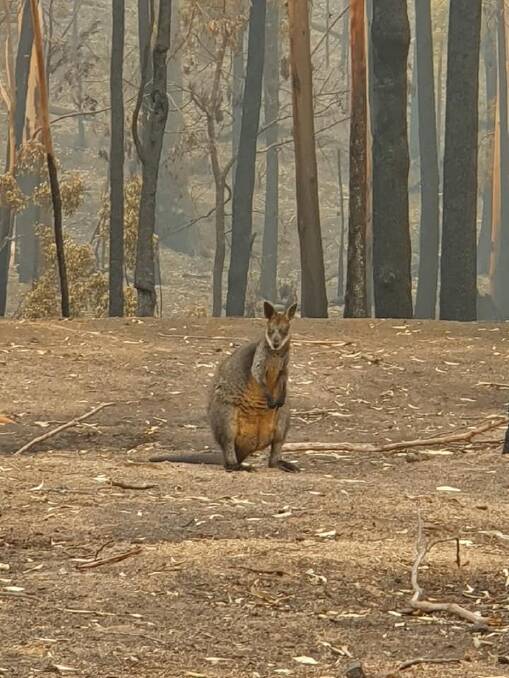 A swamp wallaby surveys its home after the Werri Berri fire passed through near Bega. (Photo: Donna Armstrong)