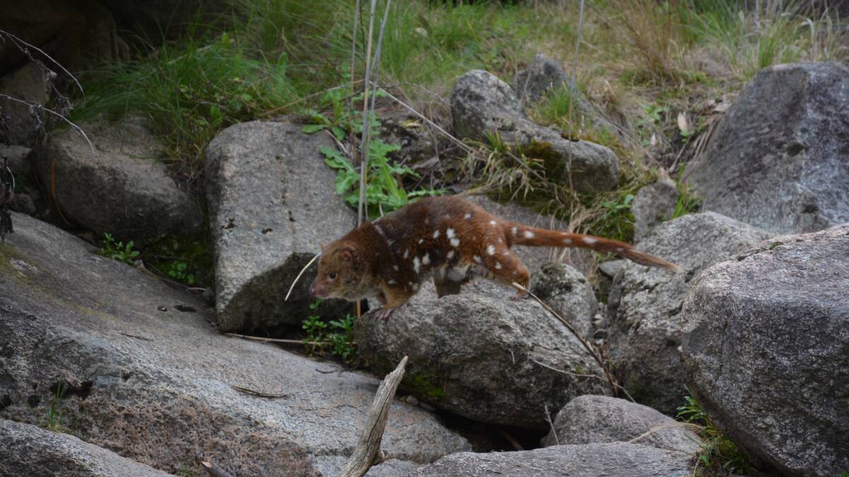Quoll rescued at Thredbo returned to the bush