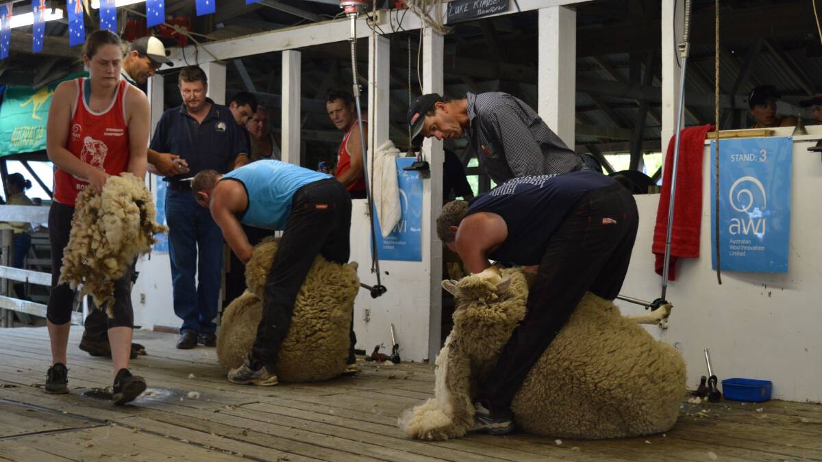 SHEARING: Australia Day celebrations at the Bombala Showground include the shearing/wool handling and NSW Strongwool Championships.