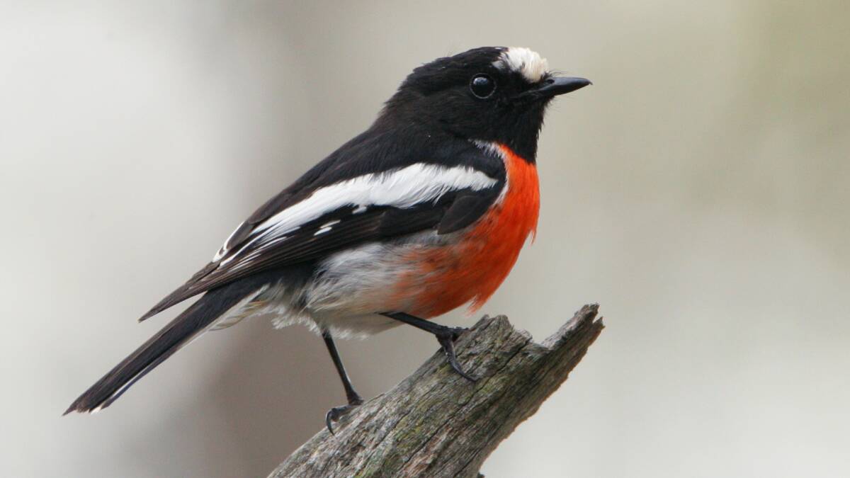 Save our scarlet robin