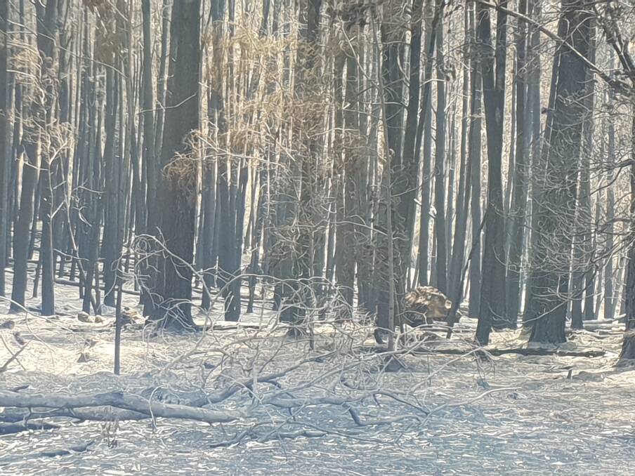 Burnt out pine trees at Rockton.