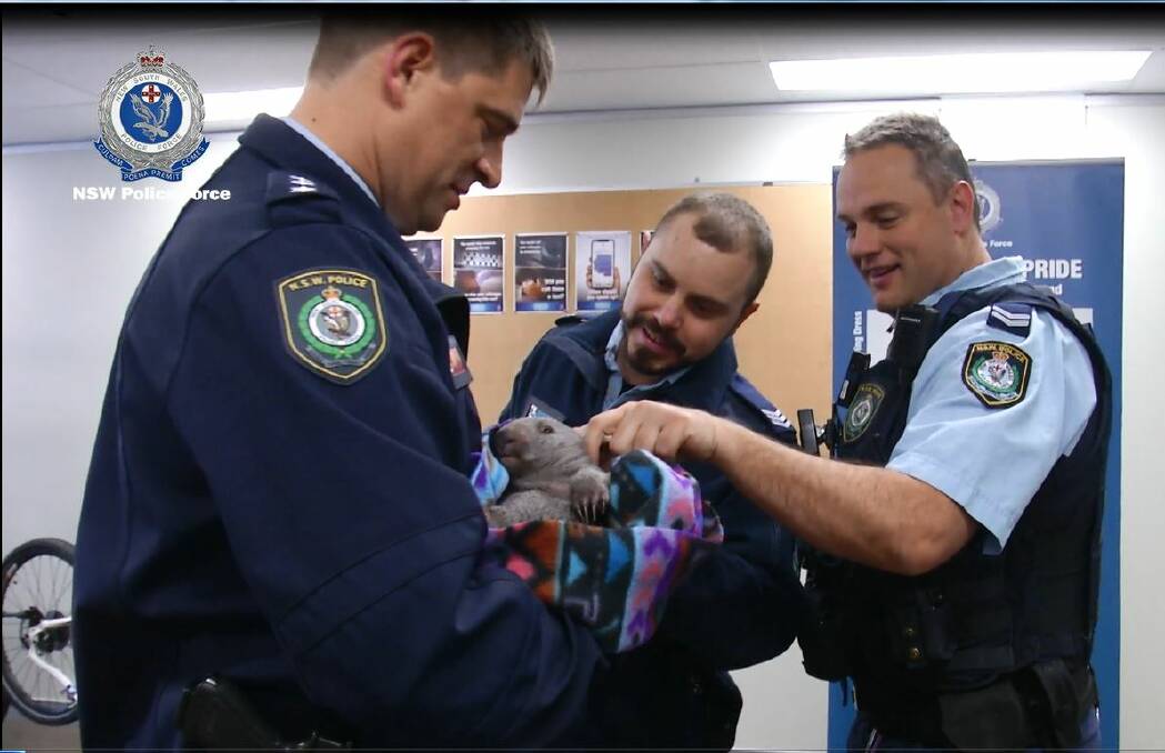Ted the baby orphaned bare nosed wombat making himself at home at the Queanbeyan Police Station.