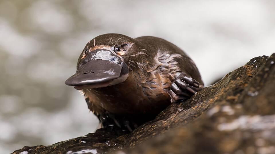 The Platypus is one of a small group of mammals that lay eggs and produce milk to feed their young.  Picture: Laura Romin and Larry Dalton.