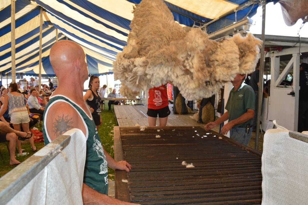 SHEARING COMPETITION: Collecting the wool from last year's Strong Wool Shearing competition at Bombala's Australia Day celebrations.
