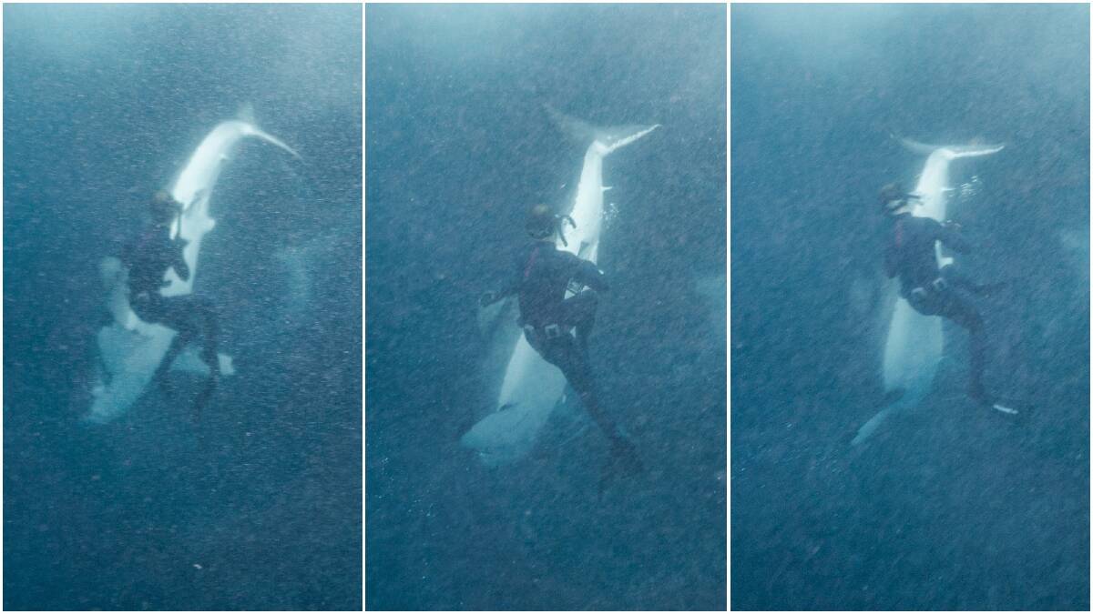 JUST TESTING: With one fin gone, Callum Stewart is pictured about three metres from the great white as it appears to decide whether he is a food source. Pictures: Mitchell Scanlan-Bloor