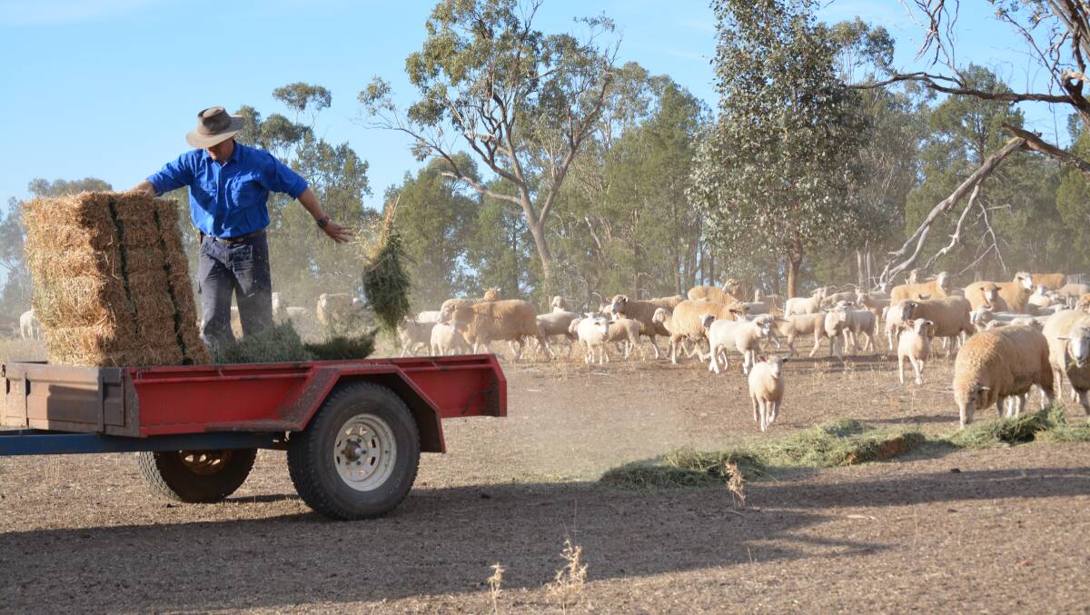 Jarrod Amery feeds his precious cross-bred ewes at Lone Pine.