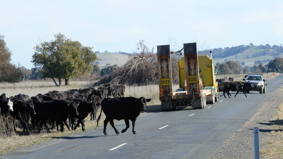 Local Land Services cited road safety issues for the 300 limit on mob sizes east of the Hume Highway on stock routes. Pictured is the Houston's Angus mob near Holbrook that he had to divide in half. Photos by Rachael Webb.  