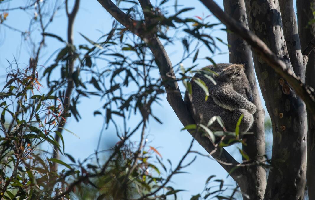 The koala is now on the threatened species list. Picture: Marina Neil
