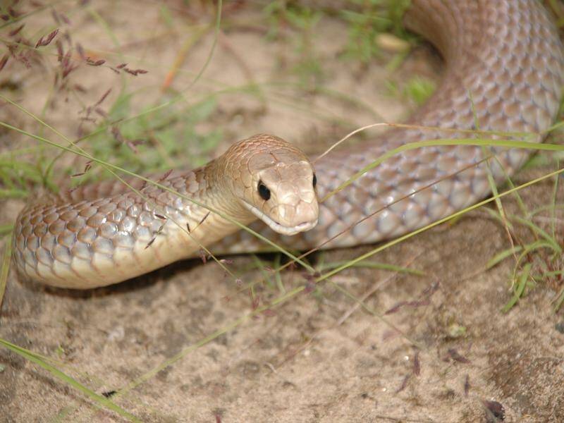Australia having the world's most deadliest snakes is largely a myth, the CSIRO says.