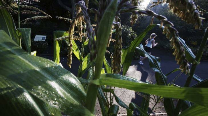 Corn is growing unusually well for this time of the year at the Royal Botanic Gardens. Photo: Nick Moir