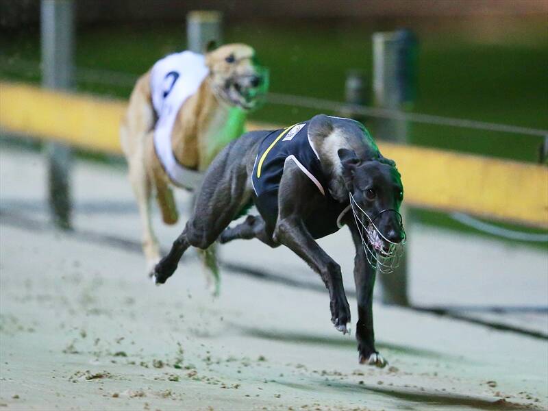 Greyhound racing will receive a $4 million boost if Victoria's Labor government is returned.