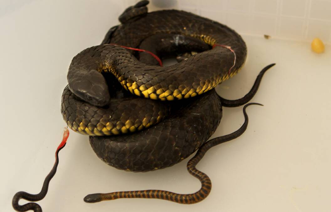 Students in the Animal Studies class at TasTafe in Burnie experienced something a bit out of the ordinary when tutor Mick Thow brought in a female tiger snake in the process of giving birth.