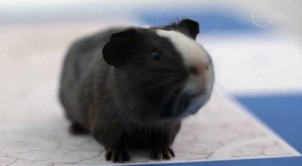 VIDEO: Soothsaying guinea pig predicts Swiss win