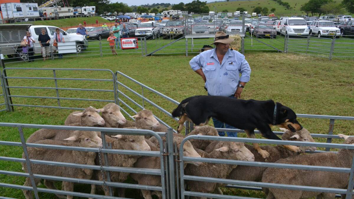 ULLADULLA: Anthony Attard from the Hawkesbury Working Kelpie Stud and his dog Buck keep the sheep moving during a popular display in the Milton Show