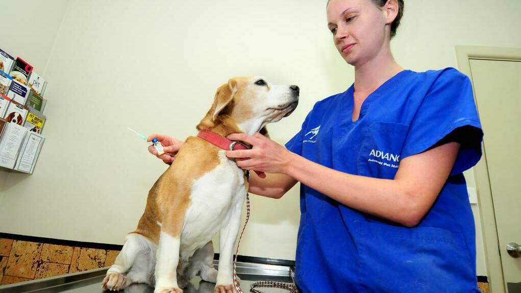 Dr Lucy Ducat is encouraging dog owners to vaccinate their pets against parvovirus. Picture:  Louise Donges  