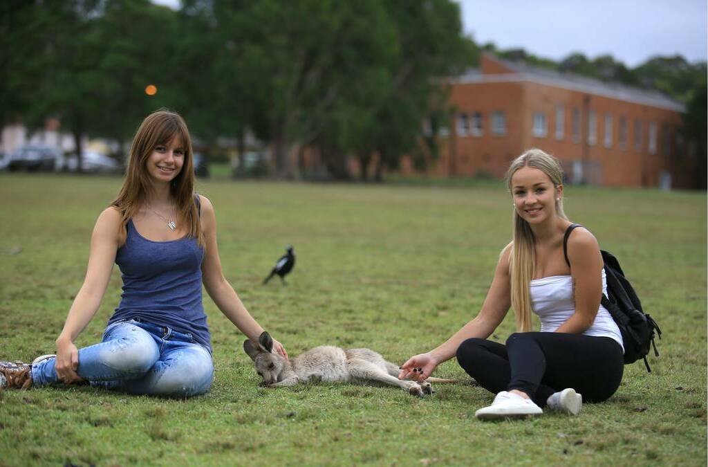 Tourists are flocking to the grounds of Morisset Hospital to see kangaroos in a natural setting. Picture: Peter Stoop 