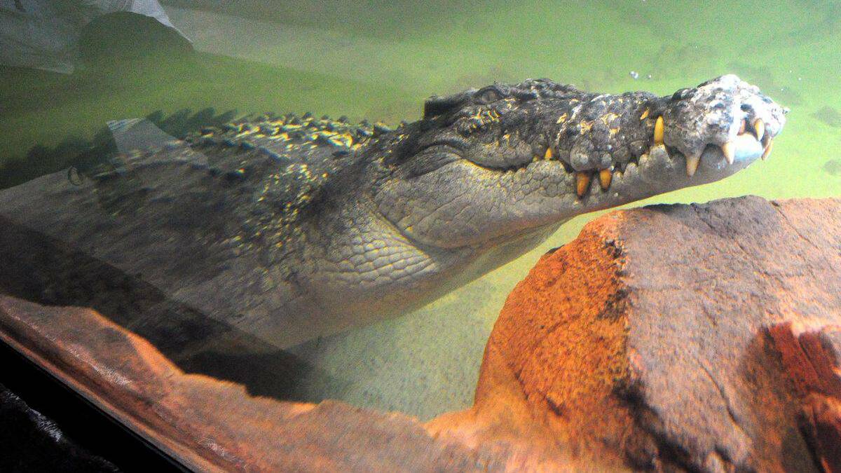 Crunch the five-metre Crocodile has taken up residence at the Ballarat Wildlife Park. 