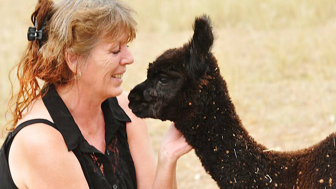  Duri alpaca breeder Di Sanderson is surprised the Tamworth region has emerged as the most ‘alpaca curious’ place in Australia, based on Yellow Pages searches for 2013. Picture: Geoff O’Neill  