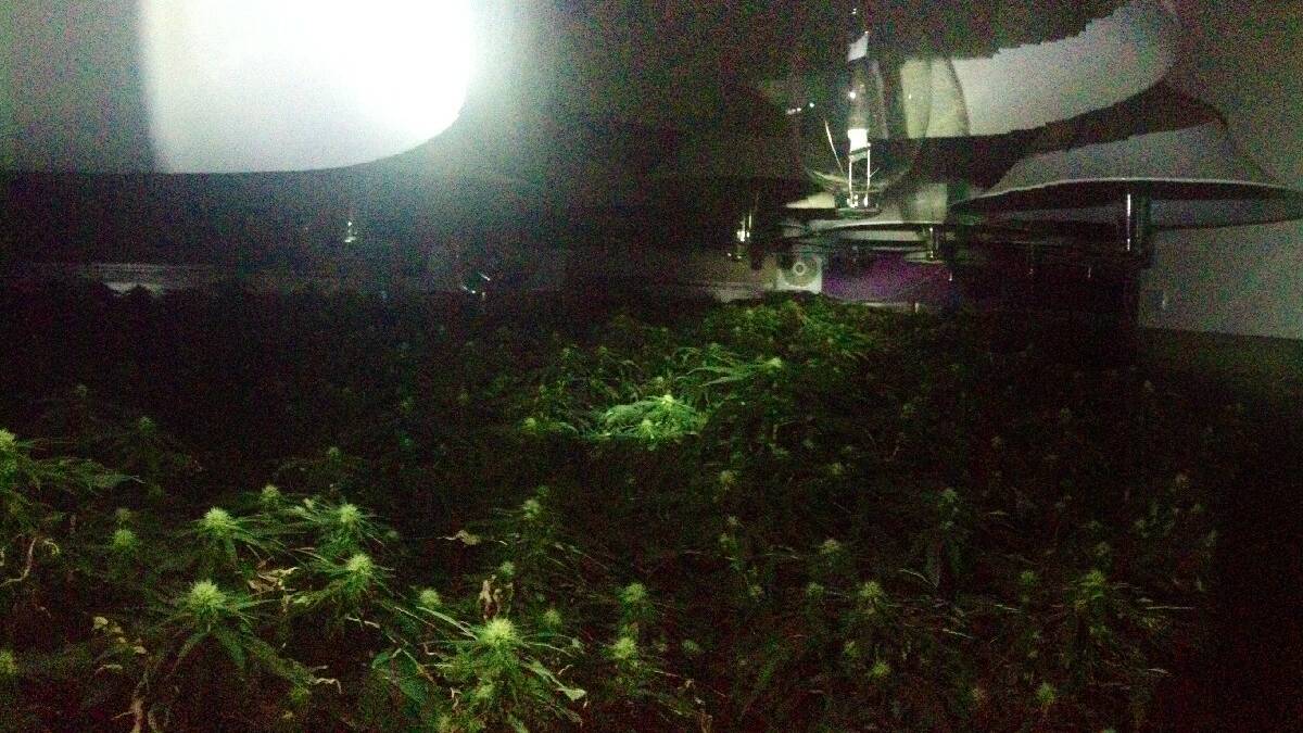 BEGA: Bega police discover and shut down a hydroponic cannabis operation on the outskirts of town, seizing plants with an estimated street value of $1.5million. 