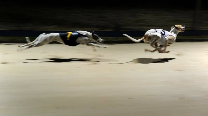 Running for their lives: Hundreds of unsuccessful but healthy greyhounds are killed each year. Photo: Colleen Petch