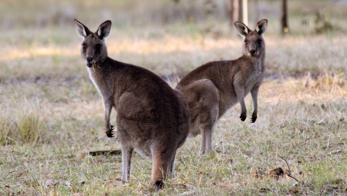 A survey of kangaroo populations has been carried out recently. 