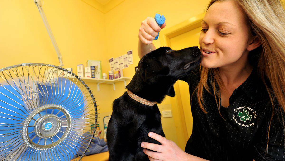 Associate Vet Dr Rebecca Jennings with Roxy the Labrador, reminds owners of the importance of keeping pets cool during the heatwave. Pic: The Courier
