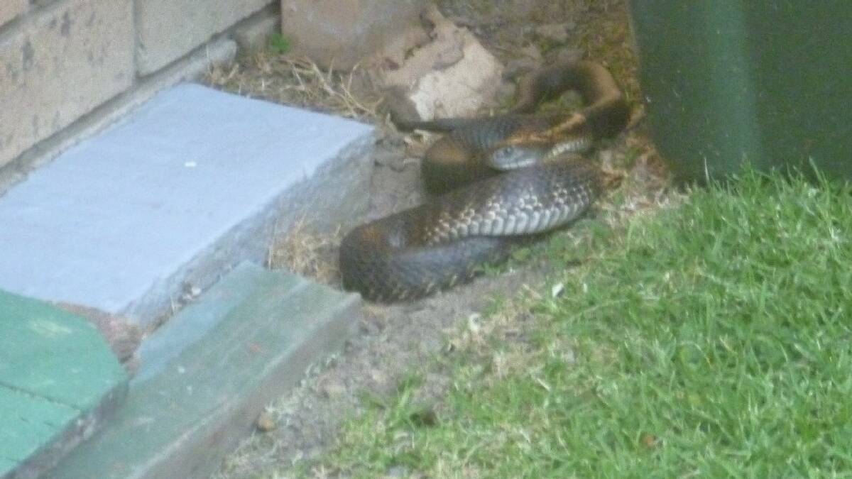 NAROOMA: Bill Turner found this little not-so-cute critter in his yard in North Narooma on Sunday – a   deadly tiger snake! Kiama4: NSW Rural Fire Services from various areas worked quickly to extinguish a fire on Thursday (Oct   24) near Fountaindale Road, Jamberoo. 
