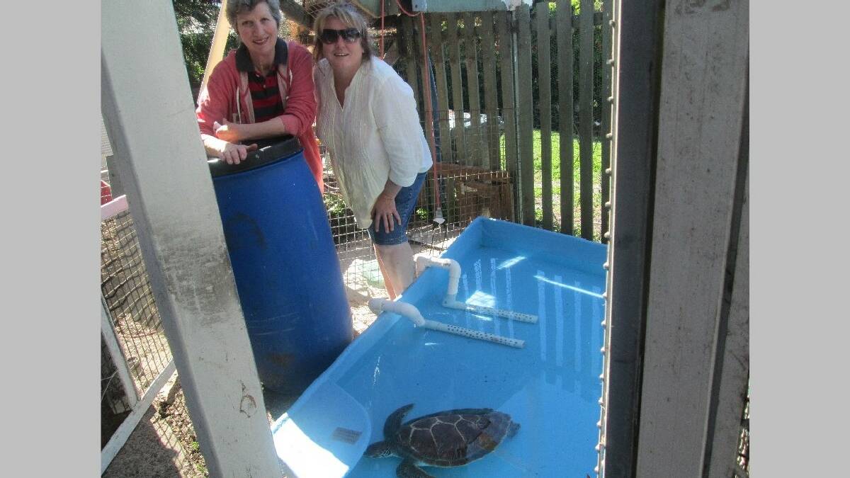  MERIMBULA: WIRES volunteers Margaret Shaw and Janine Green with Diamond the green sea turtle found at   Narooma in its special turtle recovery tank.